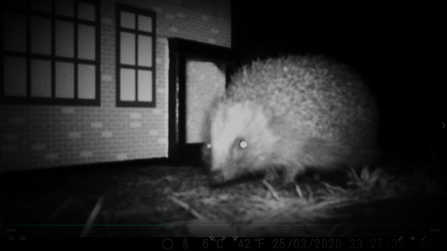 Wolverhampton Hedgehog