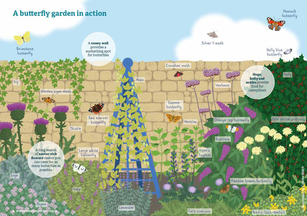 Gardens for butterflies