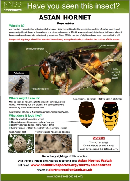 2020 Invasive Non-Native Species - WANTED Vespa velutina Asian hornet poster by GB NNSS