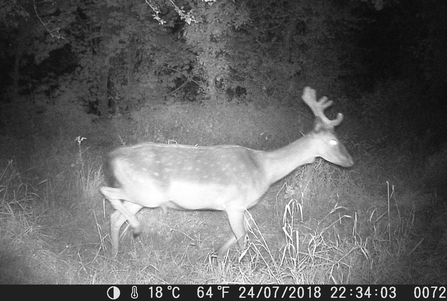 Camera trap Deer
