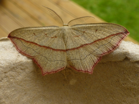 Blood-vein moth