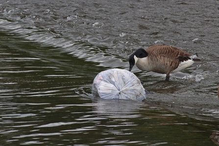 Goose and rubbish