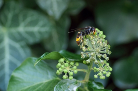 Asian hornet