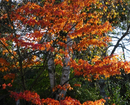 Autumn Acer