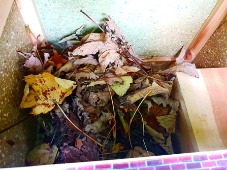 Autumn leaves in a hedgehog nest box