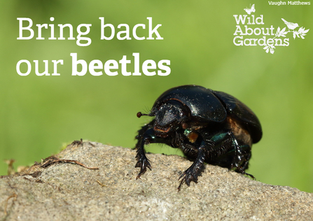 Dung beetles wild about gardens 2021