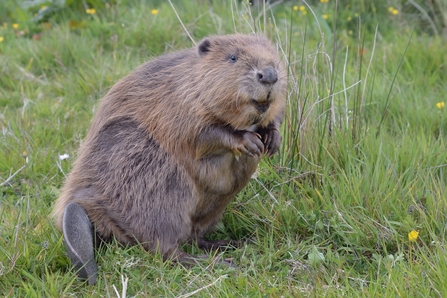 Beaver standing