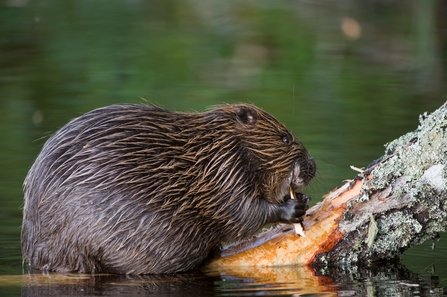 Beaver on a log