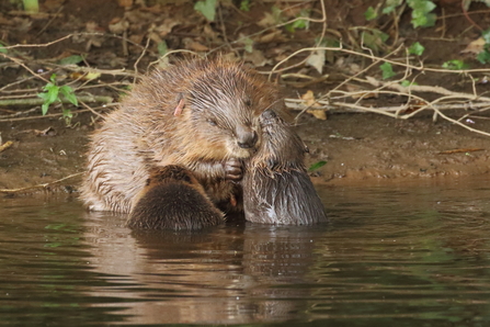 Beaver female with kits Mike Symes Devon WT