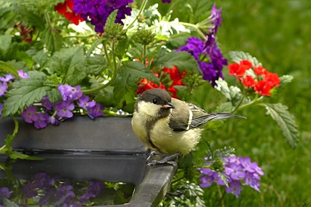 Great tit on water bowl