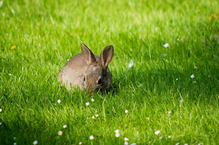 Rabbit in meadow