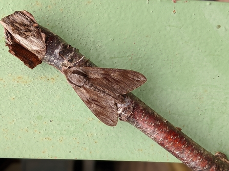 Pine hawk moth
