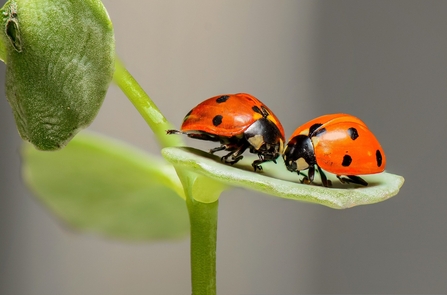 Two ladybirds