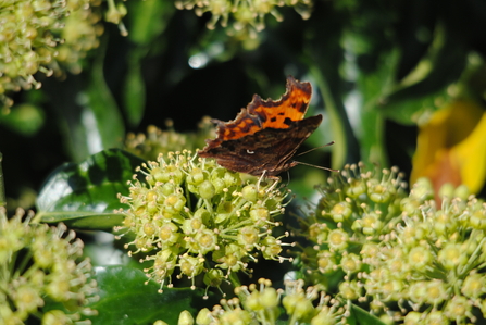 Comma of ivy flowers
