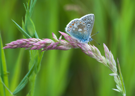 Common blue butterfly on grass