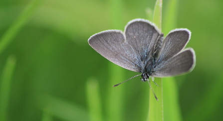 A small blue butterfly rests on a grass stem, it's open wings are almost black, with a sprinking of shining blue