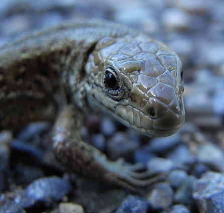 A close up of a brown-grey lizard