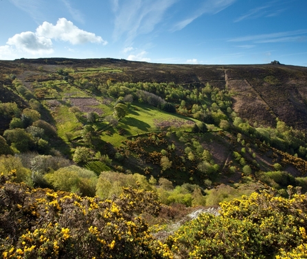 landscape view of ffridd habitat