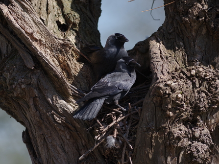 Two jackdaws (black birds) sat in a tree