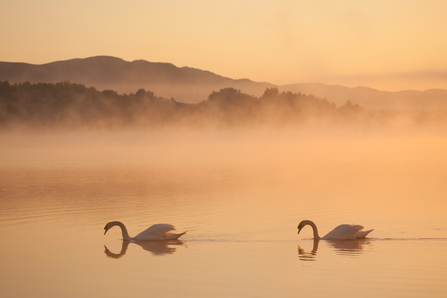 Two swans on the surface of a lake