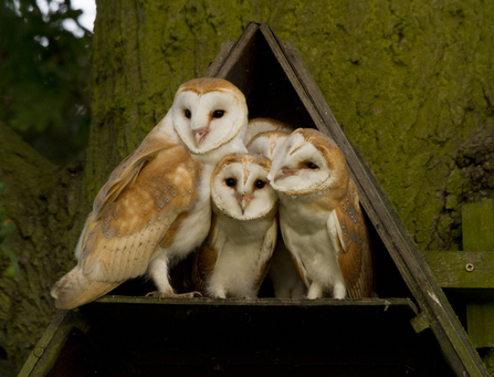 Four Barn Owls perched in a nest box
