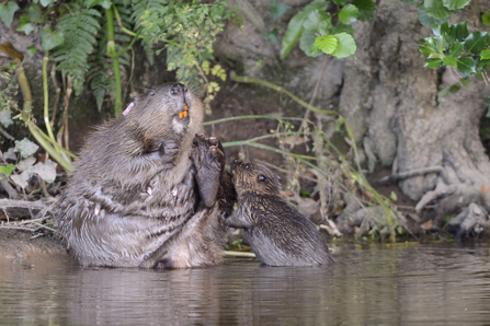 Beaver and beaver kit sat on river bank