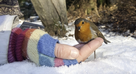 Robin and hand