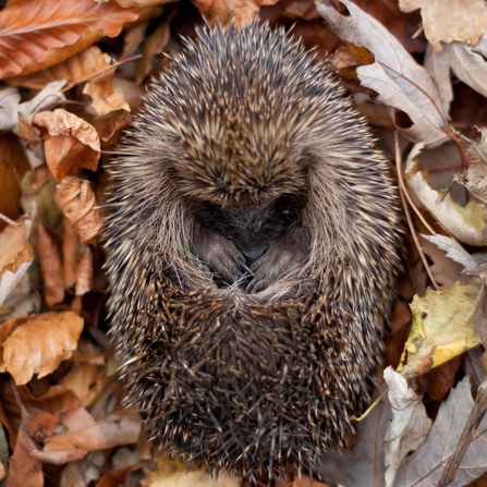 Hedgehog curled up in autumn leaves (captive, rescue animal)