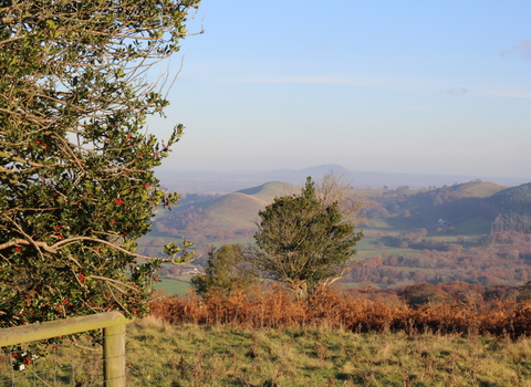 The Hollies nature reserve, Shropshire