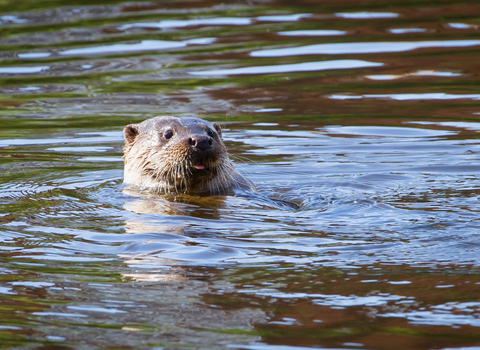 Severn Otter