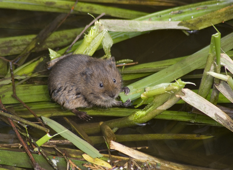 Water vole feeding