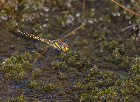 Female common hawker Whixall Moss