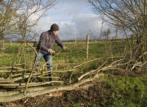 Hedge laying