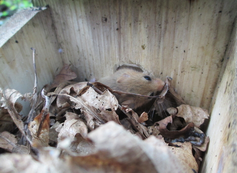 Dormouse Hope Valley