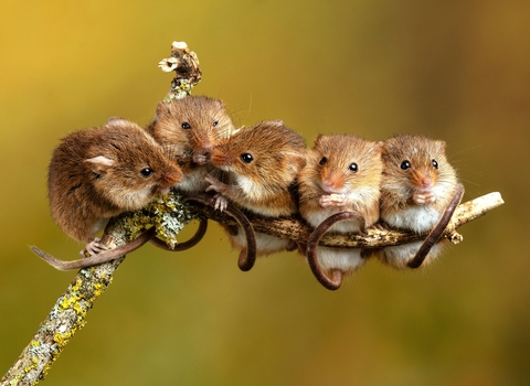 Harvest mice on stick