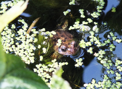 Frog in garden pond