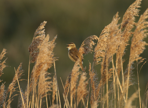 Common reed sedge warbler