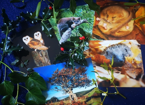 Wildlife adoption