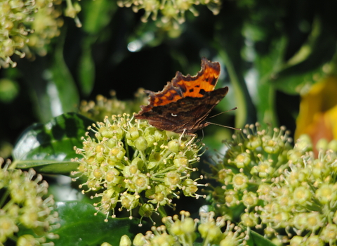 Comma butterfly Ivy