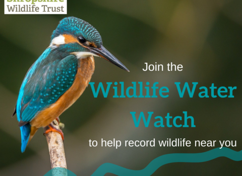 Wildlife Water Watch