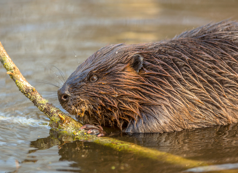 Beaver eating 