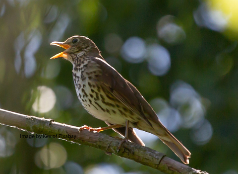 Song Thrush singing on a branch