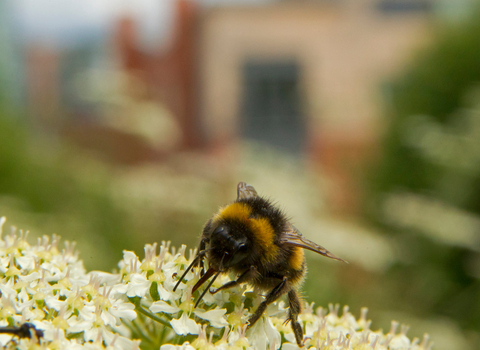 Bee