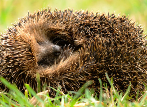 Hedgehog