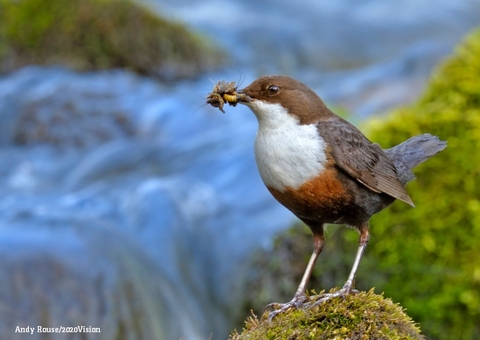 Dipper