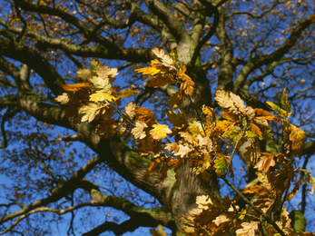 Clunton Coppice