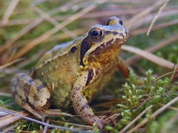 Common_Frog_cpt_Neil_Aldridge.jpg