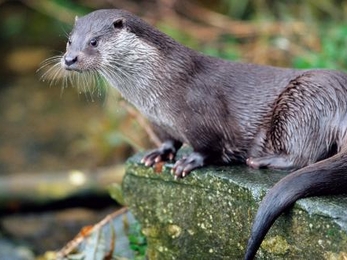 Otter