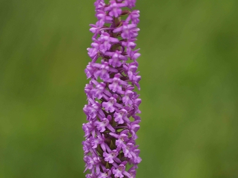 Fragrant orchid - Sweeney Fen