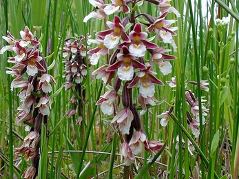 Marsh Helleborine Orchid